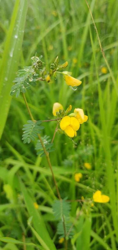 Smithia sensitiva, photographed by S.MORE