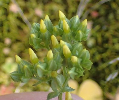 Sebaea grisebachiana, photographed by Nicola van Berkel