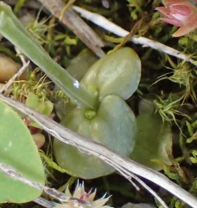 Sebaea grisebachiana, photographed by Nicola van Berkel