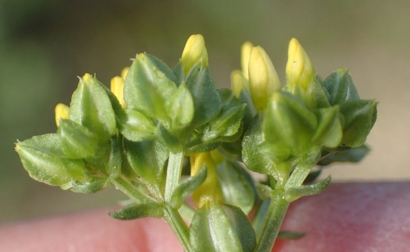 Sebaea grisebachiana, photographed by Nicola van Berkel