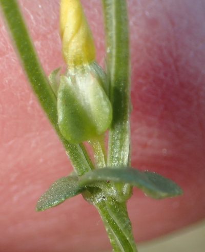 Sebaea grisebachiana, photographed by Nicola van Berkel