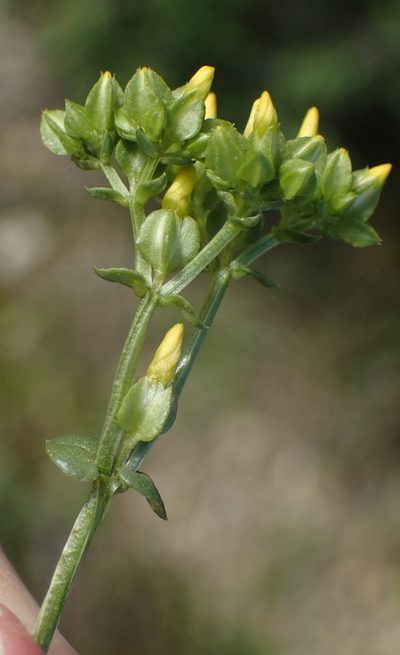 Sebaea grisebachiana, photographed by Nicola van Berkel