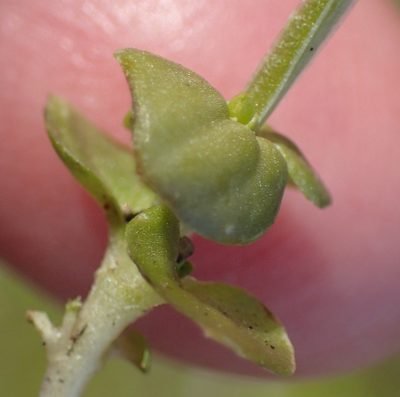 Sebaea grisebachiana, photographed by Nicola van Berkel