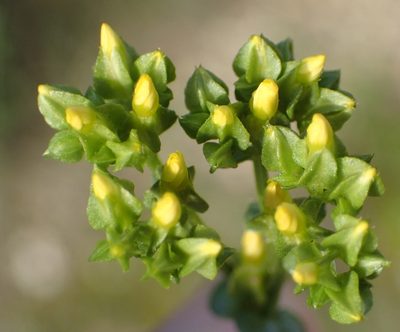 Sebaea grisebachiana, photographed by Nicola van Berkel