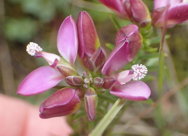 Polygala umbellata, photographed by Nicola van Berkel