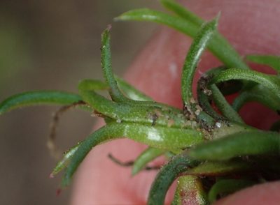 Carpacoce vaginellata, photographed by Nicola van Berkel