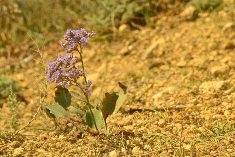 Limonium coriarium, photographed by Александр Тихонов