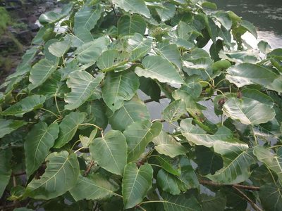 Ficus arnottiana, photographed by S.MORE