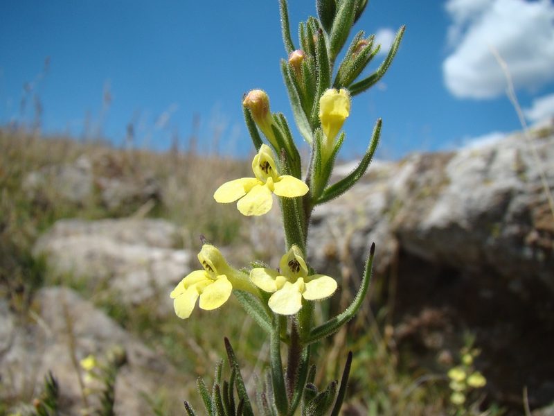 Odontites glutinosus, photographed by Jean-Paul Boerekamps
