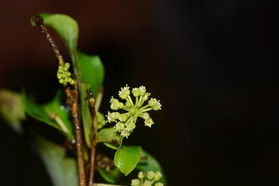 Terminalia anogeissiana, photographed by S.MORE