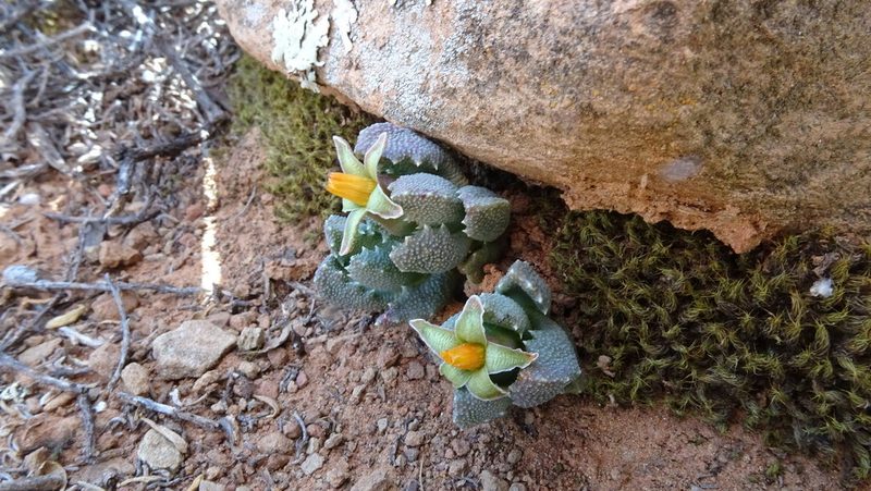 Stomatium viride, photographed by Paul Emms