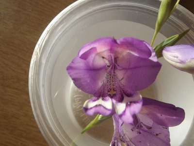 Gladiolus rogersii, photographed by Ludwig Muller