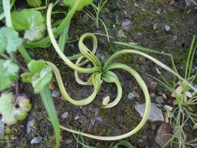 Empodium gloriosum, photographed by Ludwig Muller