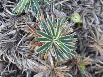 Ficinia truncata, photographed by Ludwig Muller