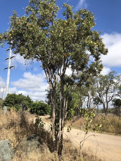 Melaleuca nervosa, photographed by elawrey
