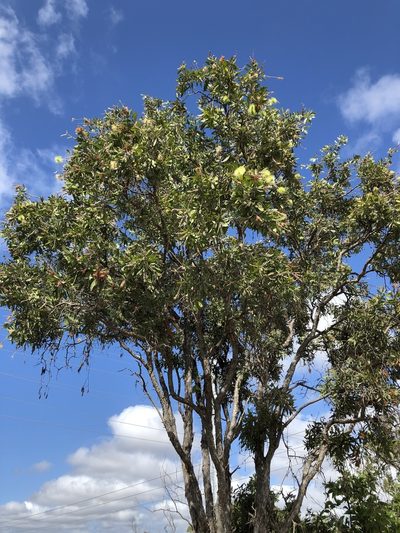 Melaleuca nervosa, photographed by elawrey