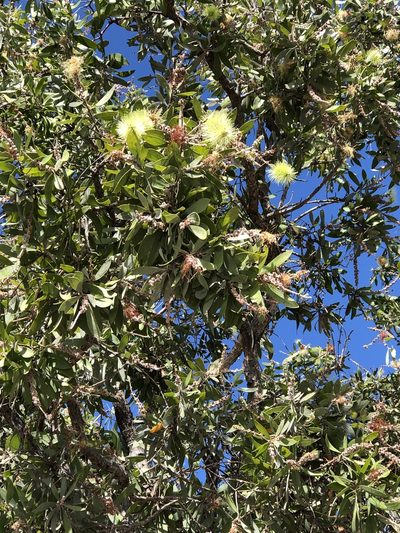 Melaleuca nervosa, photographed by elawrey
