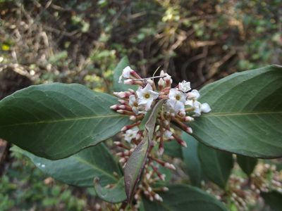 Acokanthera oppositifolia, photographed by Ludwig Muller