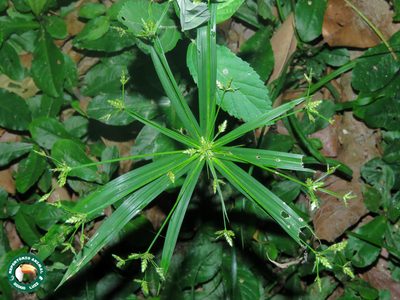 Cyperus laxus, photographed by Diogo Luiz