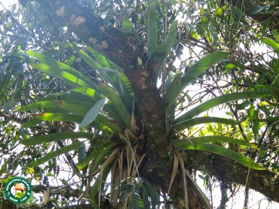 Vriesea gigantea, photographed by Diogo Luiz