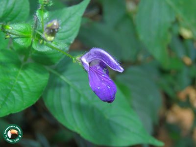 Brillantaisia lamium, photographed by Diogo Luiz