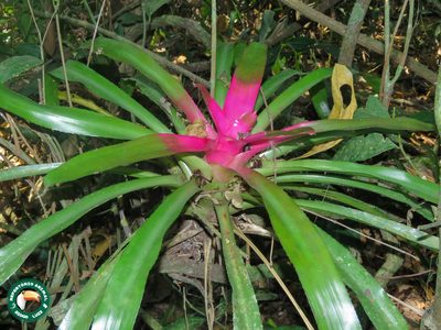 Neoregelia carolinae, photographed by Diogo Luiz