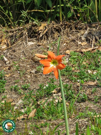 Hippeastrum puniceum, photographed by Diogo Luiz