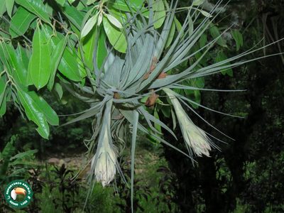 Tillandsia gardneri, photographed by Diogo Luiz