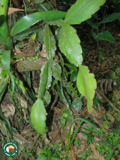 Rhipsalis elliptica, photographed by Diogo Luiz