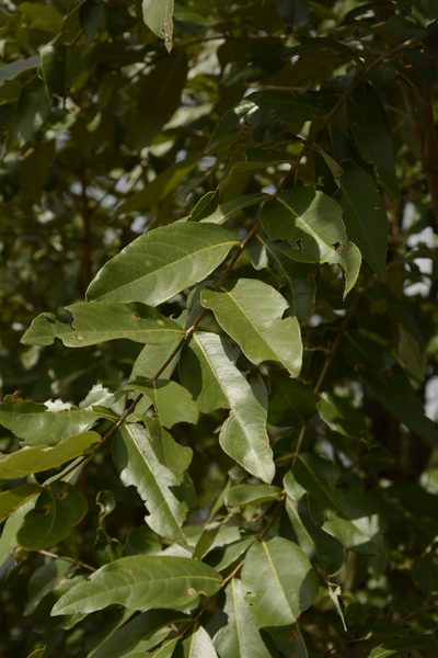 Lagerstroemia parviflora, photographed by Siddarth Machado