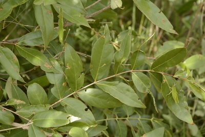 Lagerstroemia parviflora, photographed by Siddarth Machado