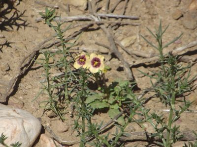 Diascia bicolor, photographed by Ludwig Muller
