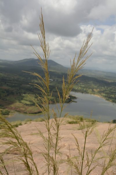 Garnotia elata, photographed by Siddarth Machado
