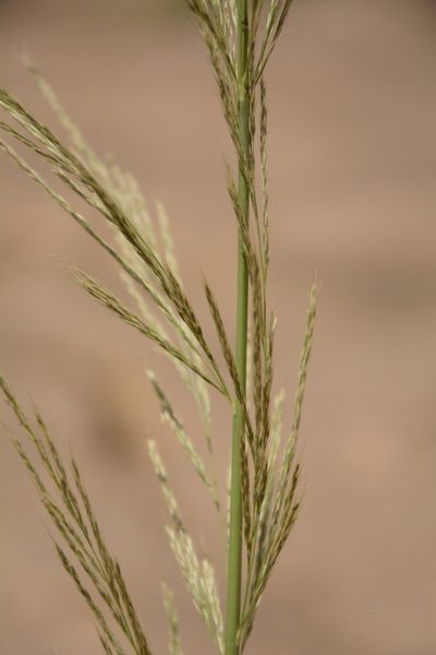Garnotia elata, photographed by Siddarth Machado