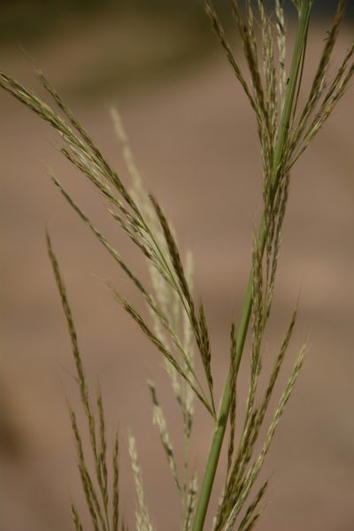 Garnotia elata, photographed by Siddarth Machado