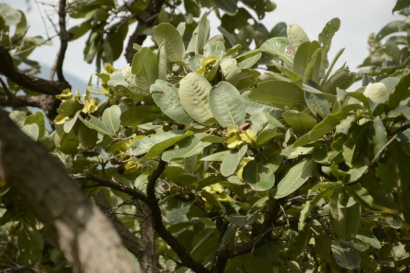 Terminalia elliptica, photographed by Siddarth Machado