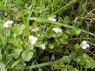 Yamazakia pusilla, photographed by Sandipan Das