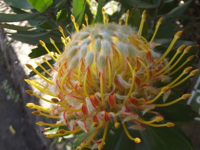 Leucospermum praecox, photographed by Ludwig Muller