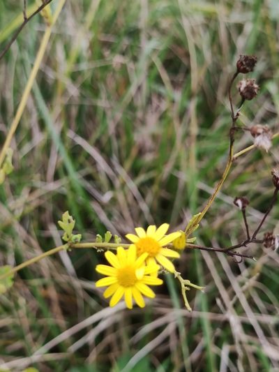 Jacobaea erratica, photographed by Sarka Masova