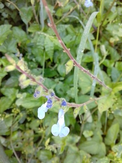 Salvia costaricensis, photographed by Arthur de Jesús Chavarría Pérez