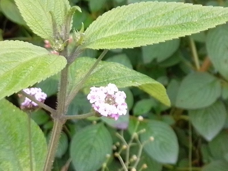 Lantana trifolia, photographed by Arthur de Jesús Chavarría Pérez