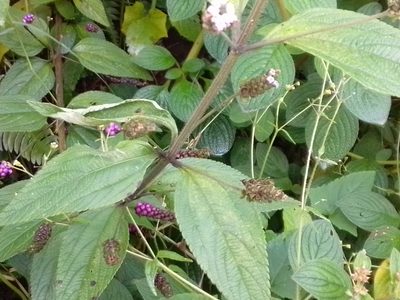 Lantana trifolia, photographed by Arthur de Jesús Chavarría Pérez