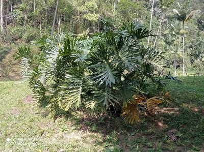Philodendron bipinnatifidum, photographed by Diogo Luiz