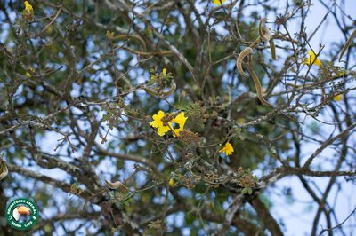 Handroanthus chrysotrichus, photographed by Diogo Luiz