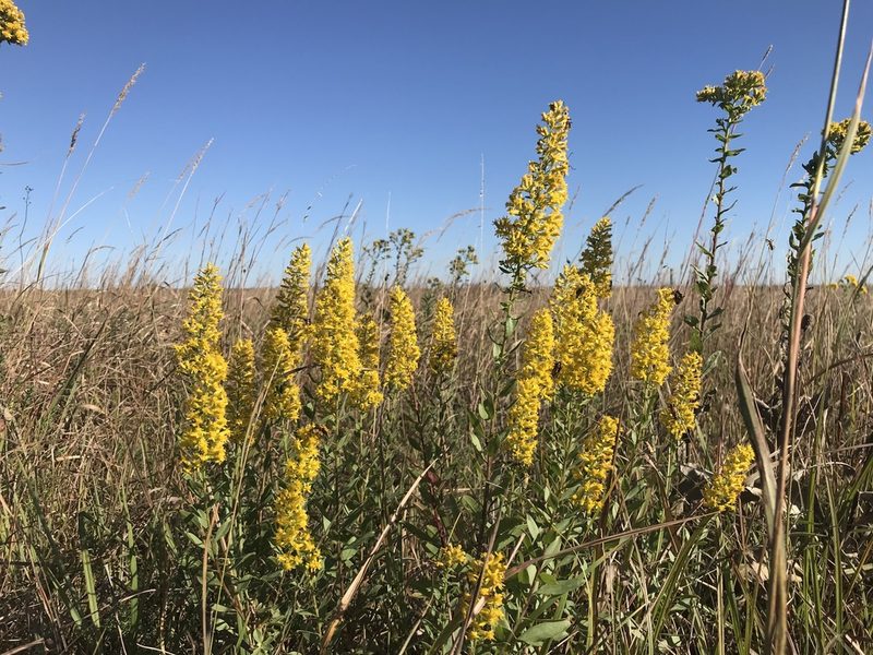 Solidago rigidiuscula, photographed by Ryan Donnelly