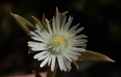 Delosperma inconspicuum, photographed by Nicola van Berkel