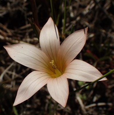 Romulea setifolia, photographed by Nicola van Berkel