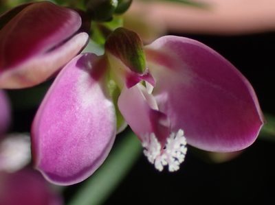 Polygala ericifolia, photographed by Nicola van Berkel