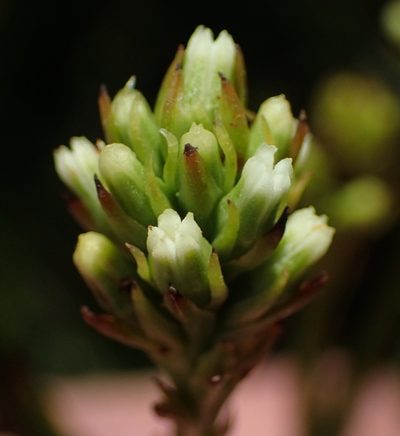 Thesium spicatum, photographed by Nicola van Berkel