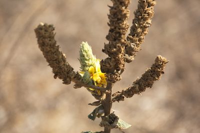 Verbascum ovalifolium, photographed by Вячеслав Юсупов